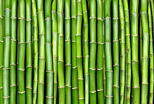 Moso MT ECO bamboo